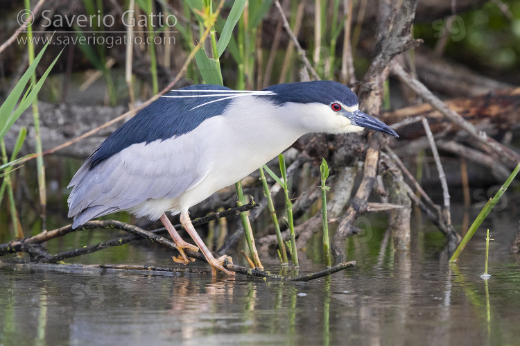 Black-crowned Night Heron, side view of an adult perched on a branch