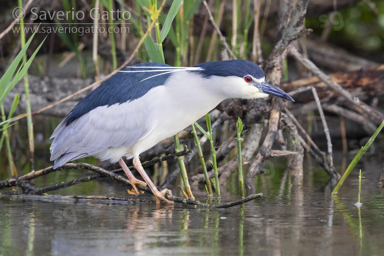 Black-crowned Night Heron