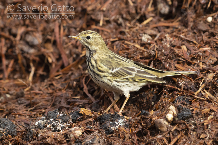 Meadow Pipit, side ivew of an individual standing on some manure