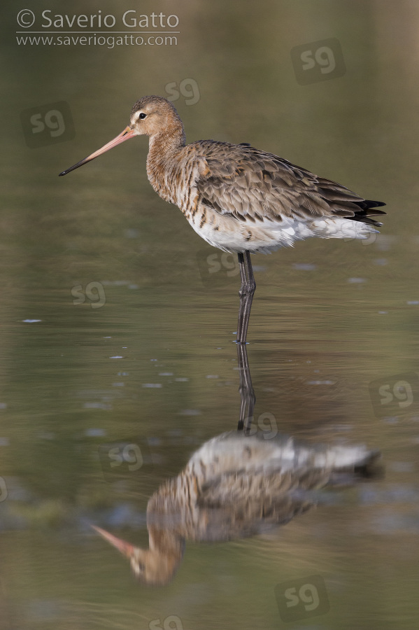 Black-tailed Godwit