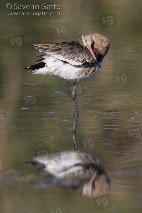 Black-tailed Godwit, side view of an individual preening in the water