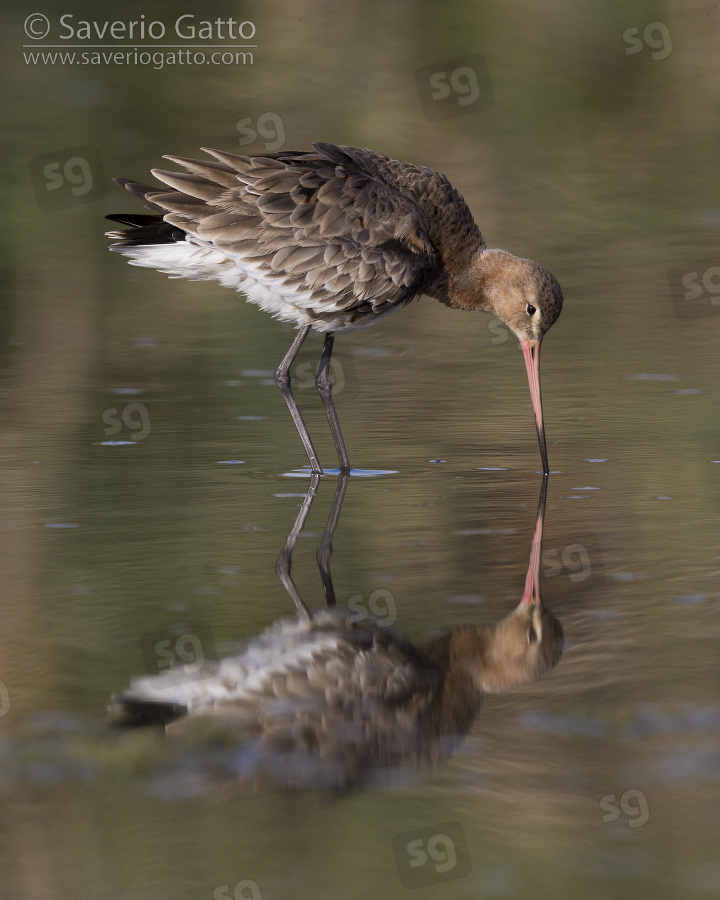 Black-tailed Godwit