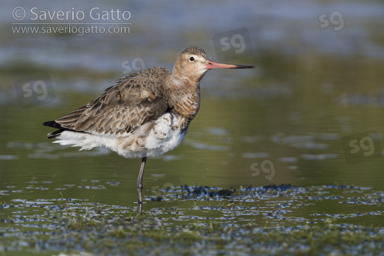 Pittima reale, individuo in una palude