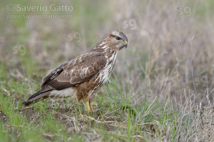 Common Buzzard, side view of a juvenile standing on the ground
