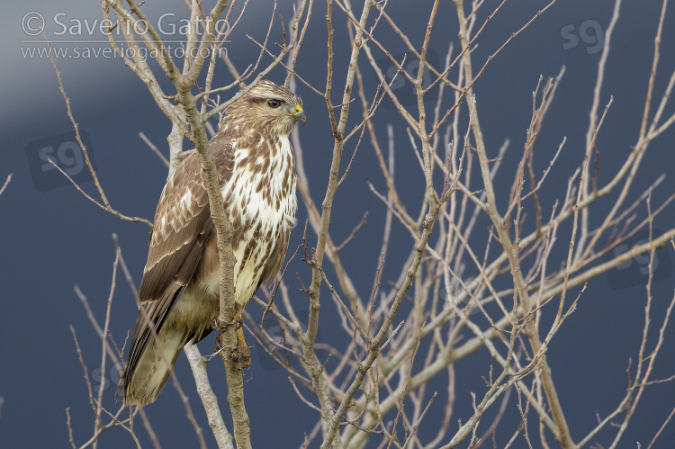 Common Buzzard, juvenile perched in a tree