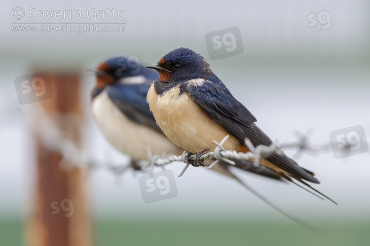 Barn Swallow, two indidivudals perched on a barbed wire