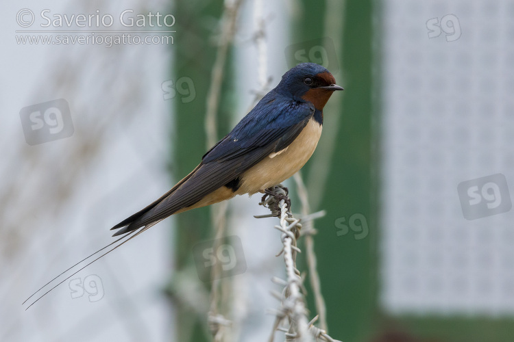 Barn Swallow, side view of an adult male perched on a barbed wire