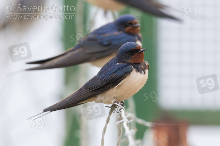 Barn Swallow, two indidivudals perched on a barbed wire