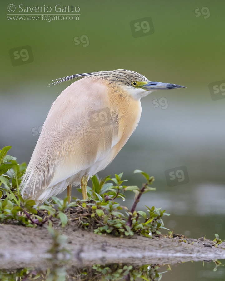 Squacco Heron, adult standing on the ground