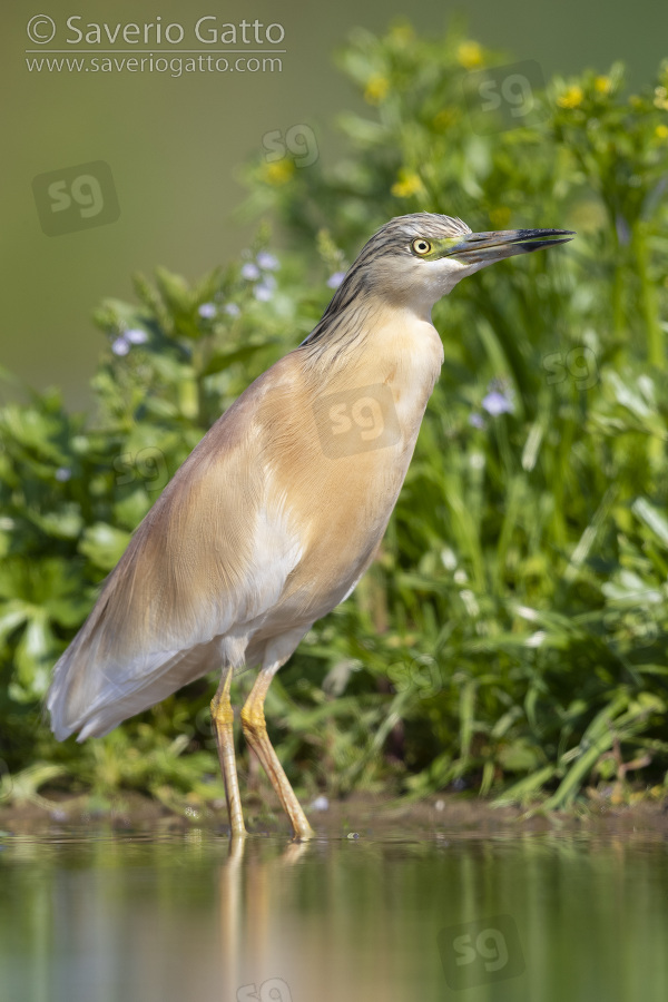 Sgarza ciuffetto, individuo posato in acqua