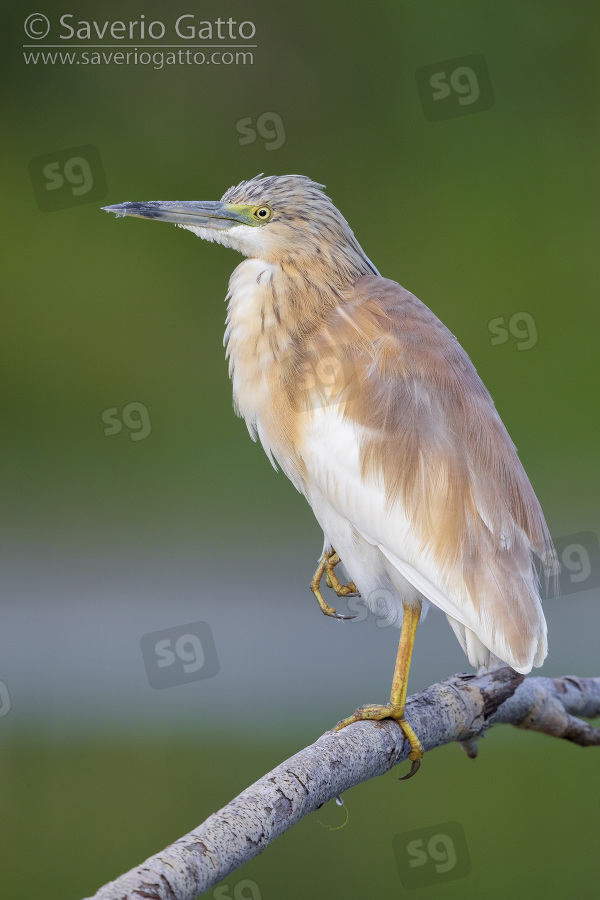 Squacco Heron, side view of an adult perched on a branch