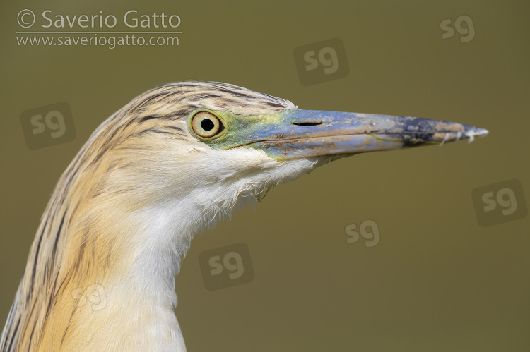 Squacco Heron, adult close-up