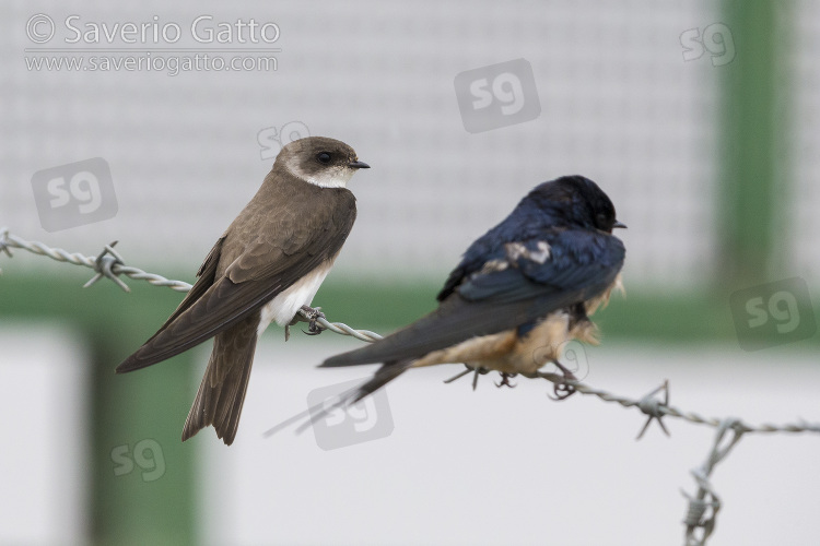 Sand Martin, side view of an adult perched on a barbed wire