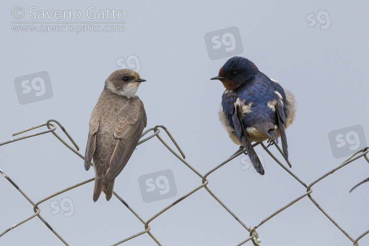 Sand Martin