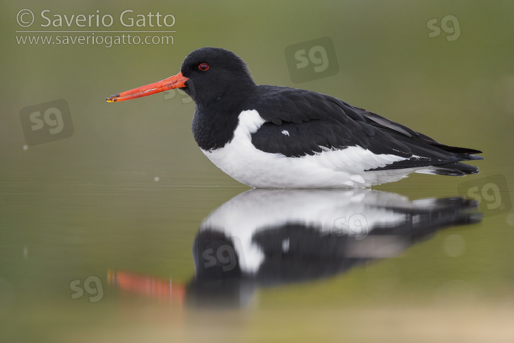 Eurasian Oystercatcher