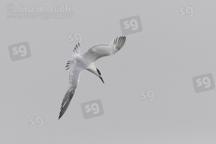 Sandwich Tern