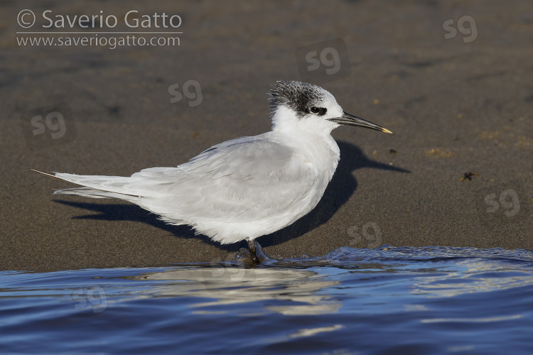 Sandwich Tern