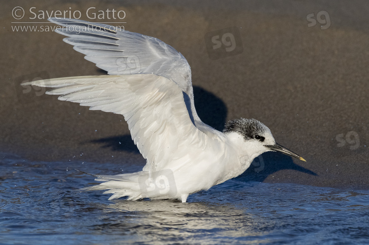 Sandwich Tern