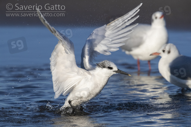 Sandwich Tern