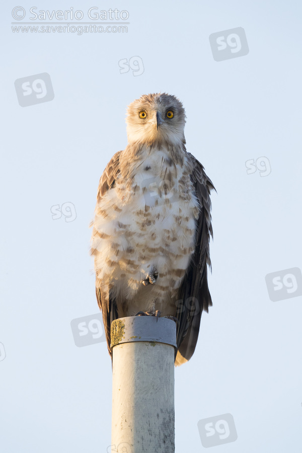 Short-toed Eagle, front view of a third calendar immature standing on a pole
