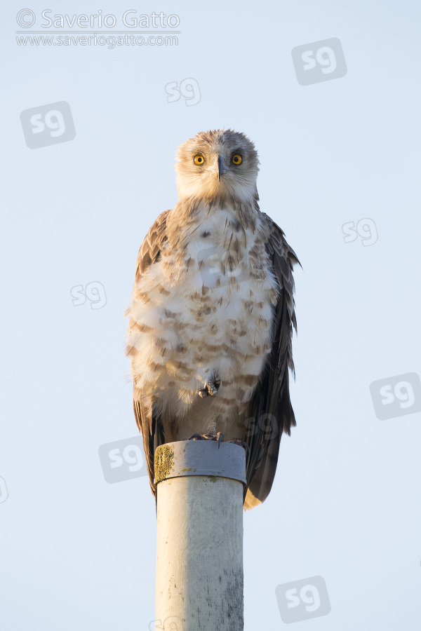 Short-toed Eagle