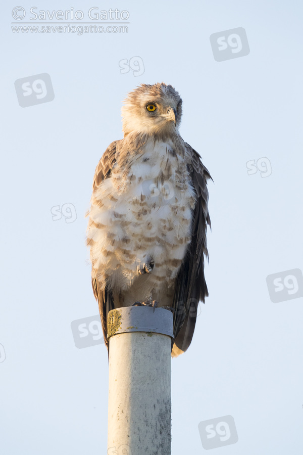 Short-toed Eagle, front view of a third calendar immature standing on a pole