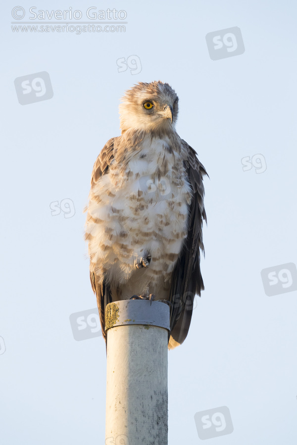 Short-toed Eagle