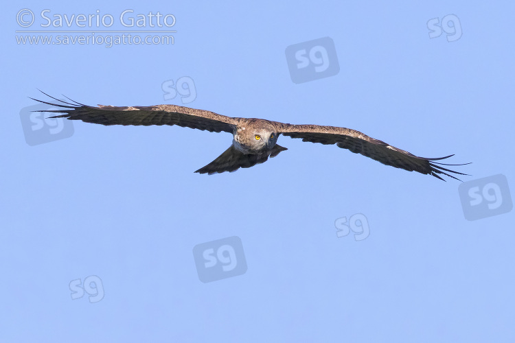 Biancone, adulto in volo visto frontalmente