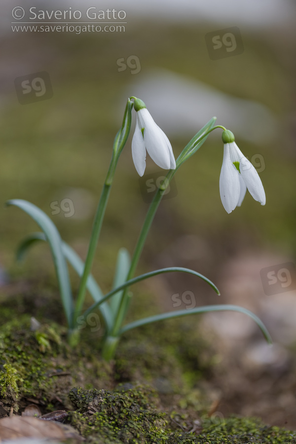 Common Snowdrop, two plants with flowers