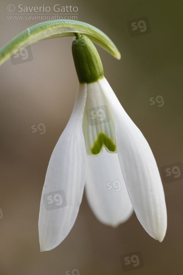 Common Snowdrop, close-up of a flower