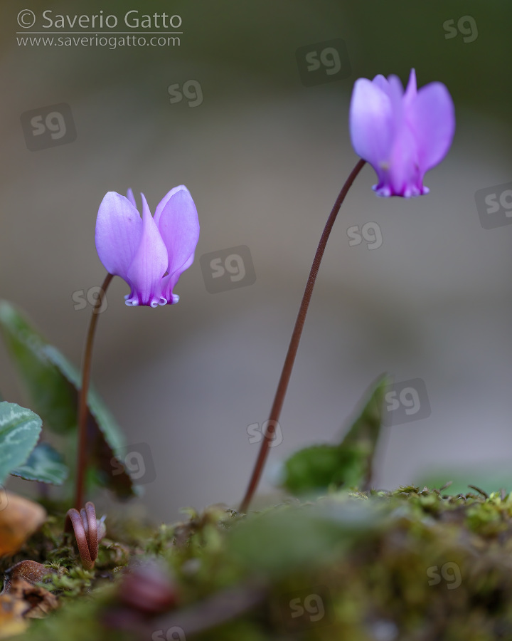 Ivy-leaved Cyclamen, two flowers growing from the ground