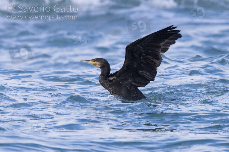Great Cormorant, side view of an immature taking off from the sea