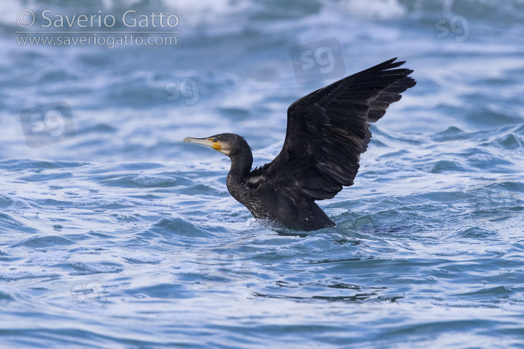 Cormorano, immaturo che si alza in volo dal mare