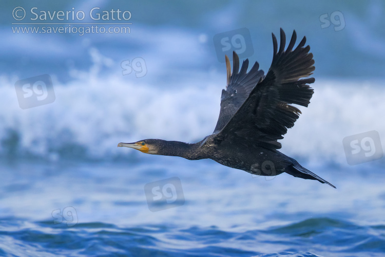 Cormorano, immaturo in volo sul mare