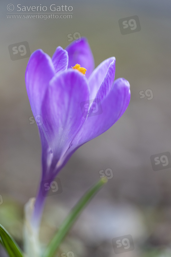 Zafferano, primo piano di un fiore