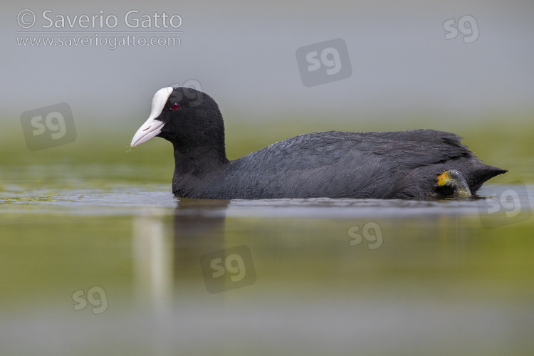 Eurasian Coot, side view of an adult swimming campania