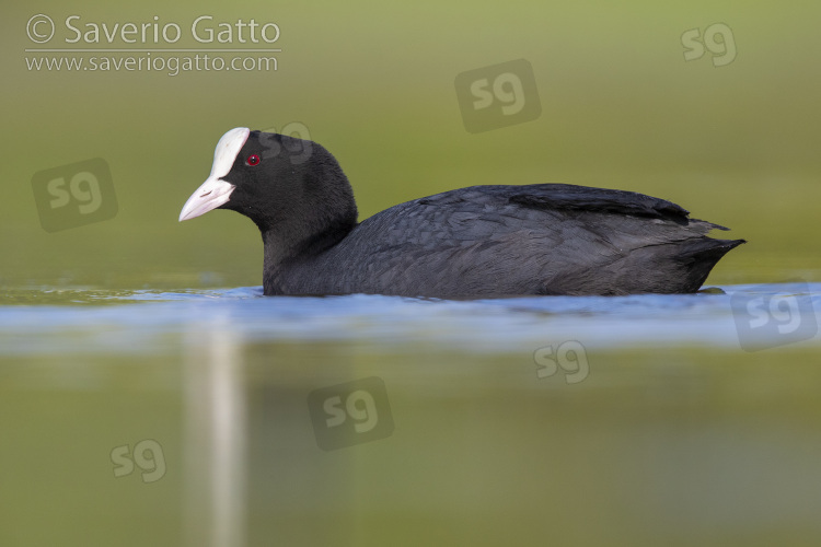 Eurasian Coot, side view of an adult swimming campania