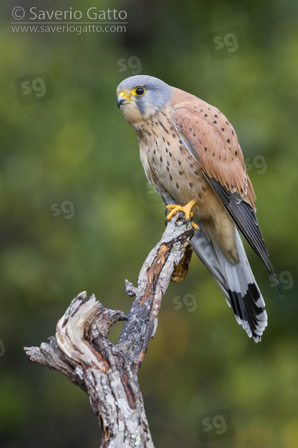 Common Kestrel, adult male perched on a dead branch