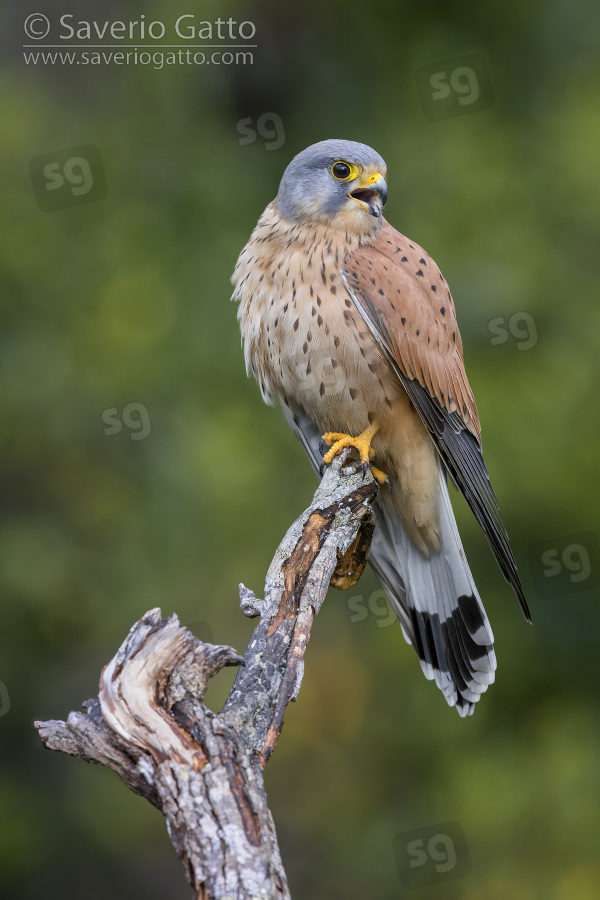 Common Kestrel, adult male perched on a dead branch