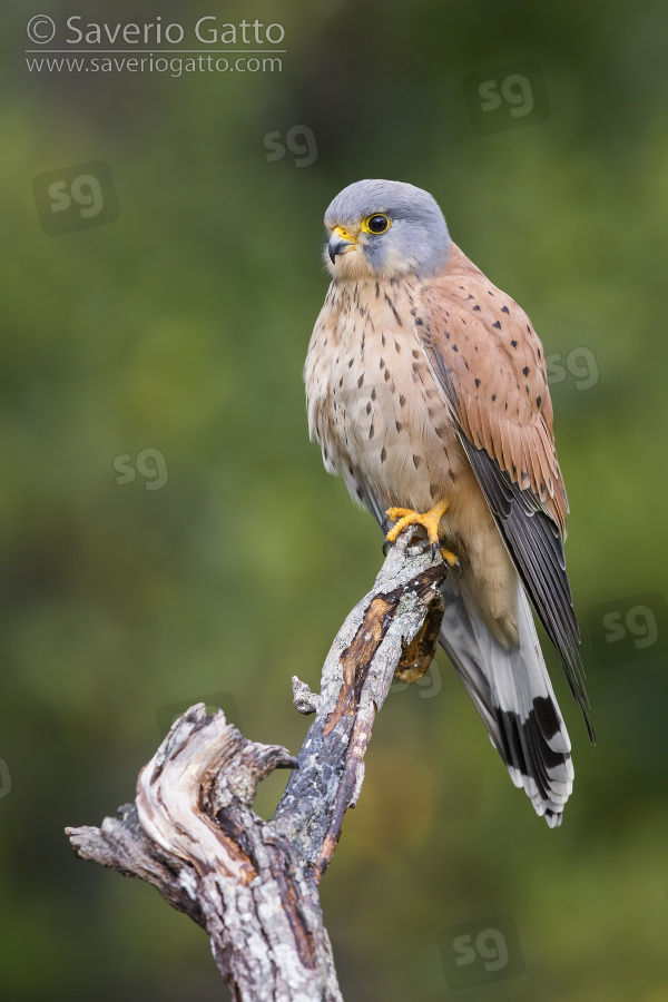 Common Kestrel, adult male perched on a dead branch