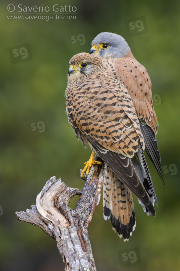 Common Kestrel, couple perched on a dead branch