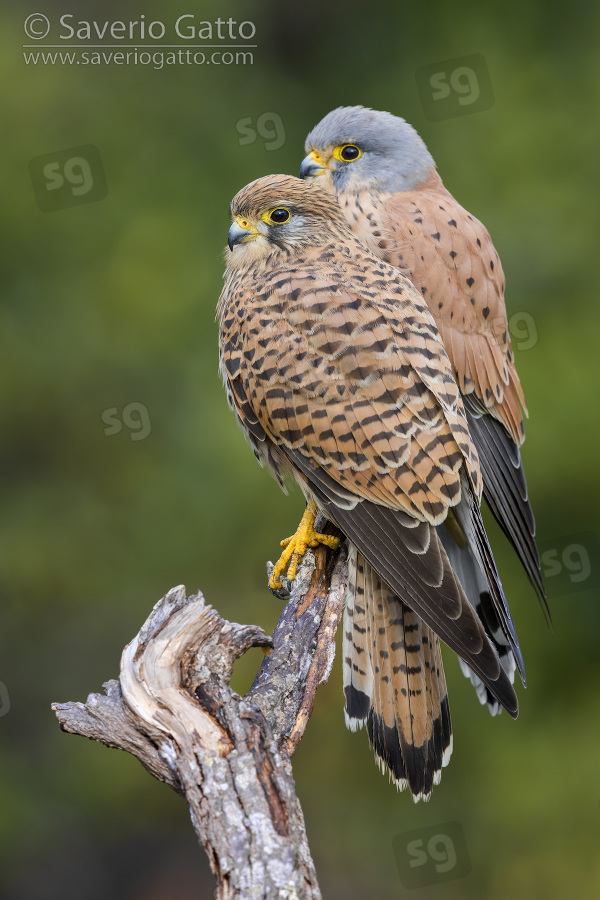 Common Kestrel