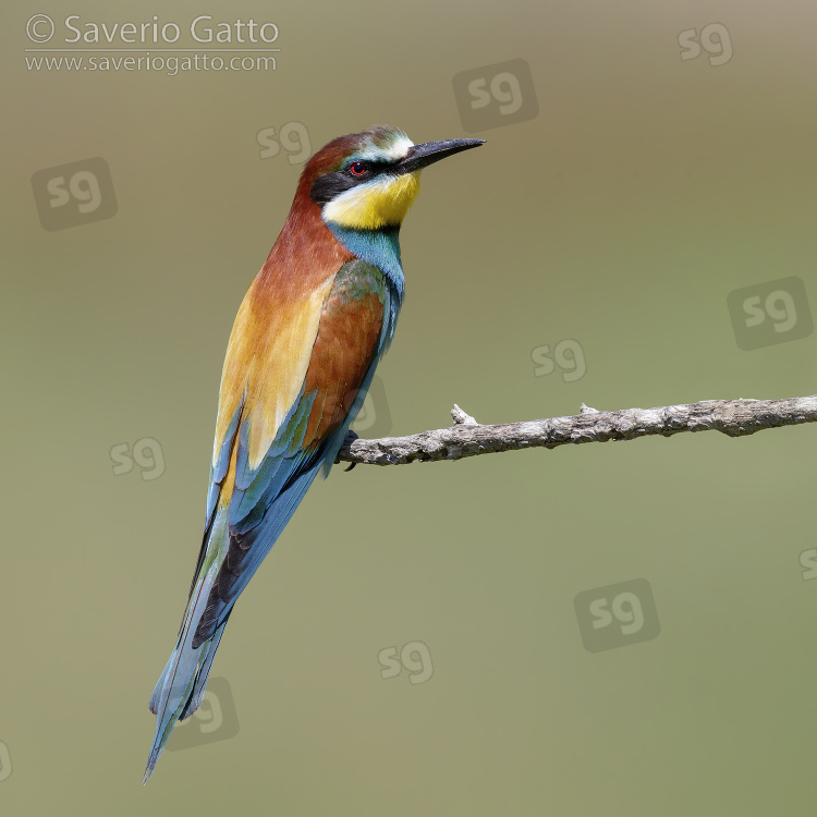 European Bee-eater, side view of an adult perched on a branch