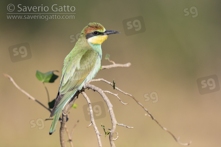 European Bee-eater, side view of a juvenile perched on a branch