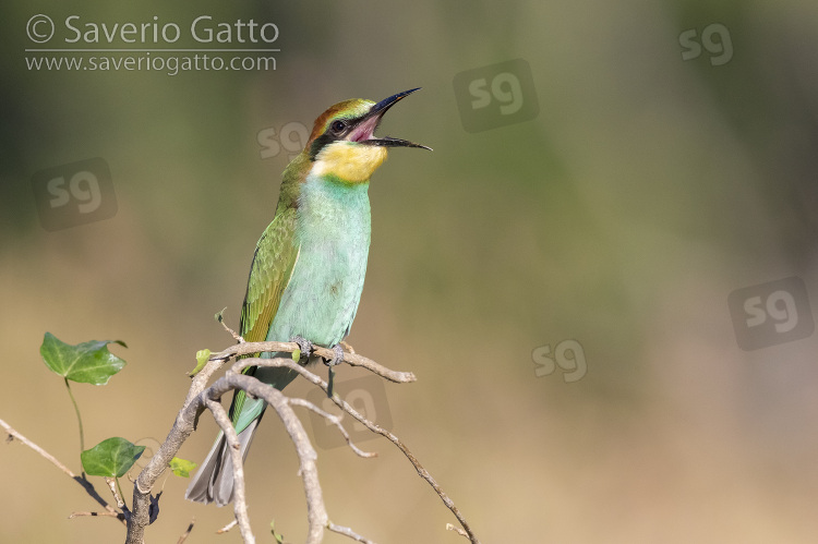 European Bee-eater, side view of a juvenile perched on a branch