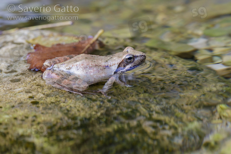 Rana appenninica, adulto in acqua visto di lato