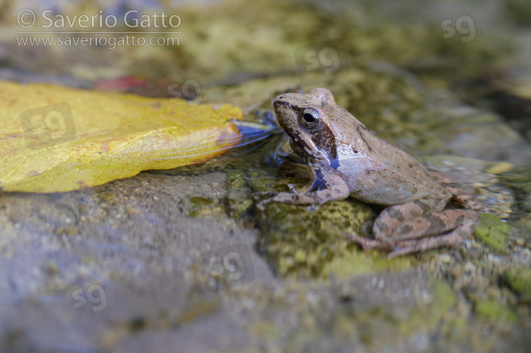 Rana appenninica, adulto in acqua visto di lato