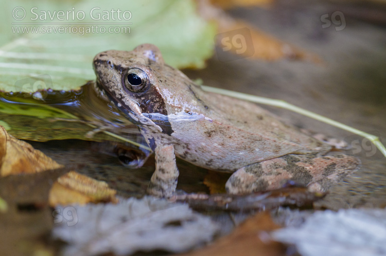 Italian Stream Frog, side view of an adult in the water