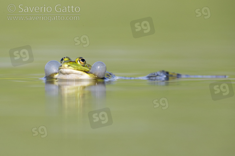 Italian Pool Frog, adult male inflating its sacs in the water