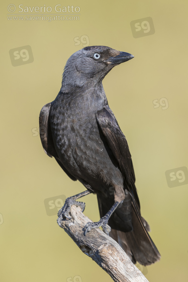 Western Jackdaw, adult perched on a branch